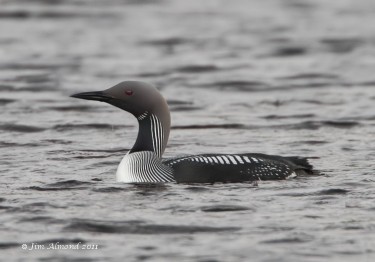 Black throated Diver at Lochindorb